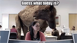 Guess What Today Is? It'S Hump Day! GIF - Today Funny Camel GIFs