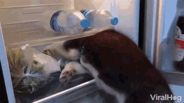 Cooling Off Refrigerator GIF - Cooling Off Refrigerator Husky GIFs