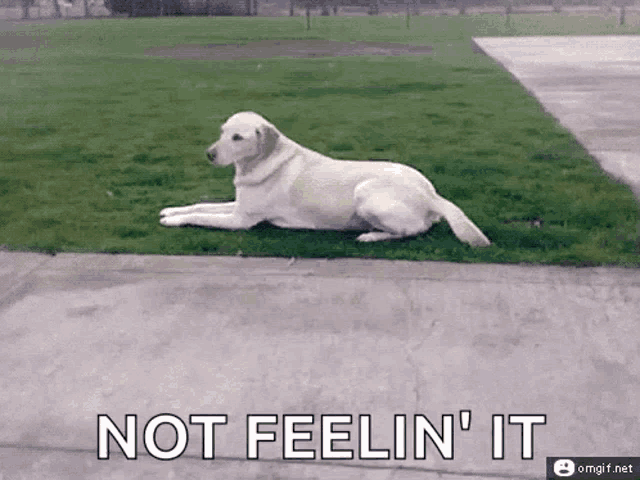 a dog laying in the grass with the words " not feelin ' it "