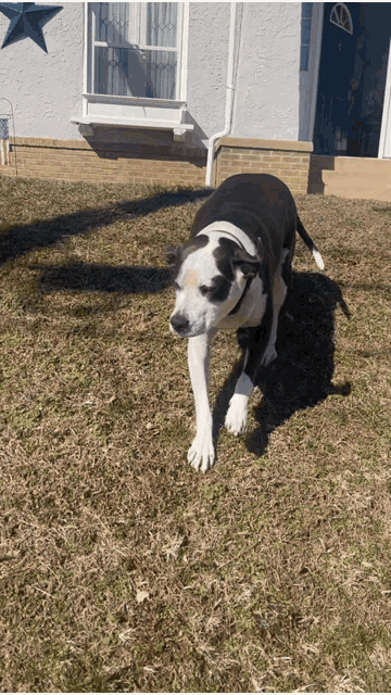 a black and white dog standing in the grass in front of a white house