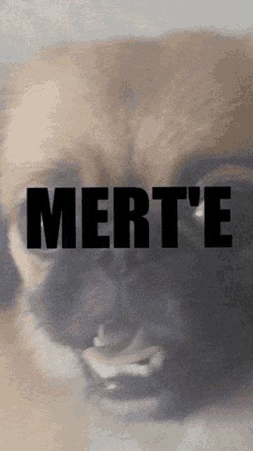 a close up of a dog 's face with the word mert ' e written above it