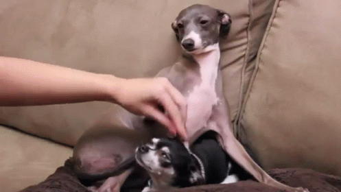 How To Annoy Your Dogs GIF - Chihuahua Petting Dogs GIFs