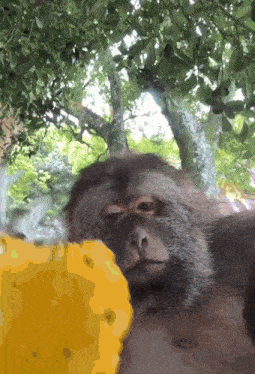 a close up of a monkey 's face with a yellow object in the foreground