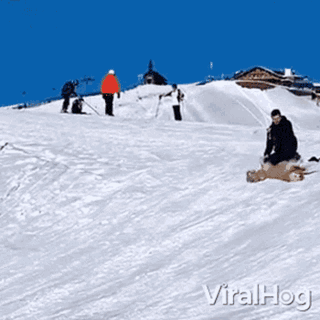Dog Slides Down A Snowy Hill Viralhog GIF - Dog Slides Down A Snowy Hill Viralhog Sliding Down GIFs