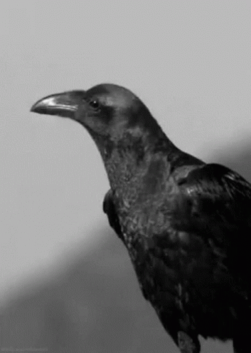 Raven Friend GIF - Raven Friend Awkward GIFs
