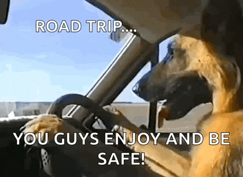 a dog is driving a car with the caption road trip you guys enjoy and be safe !