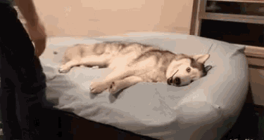 a husky dog laying on a bed with a person standing next to it .