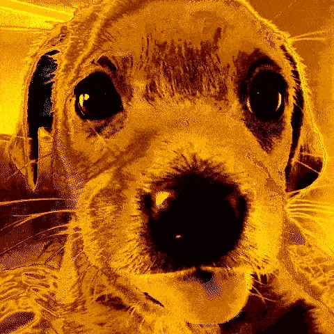a close up of a dog 's nose with a yellow background