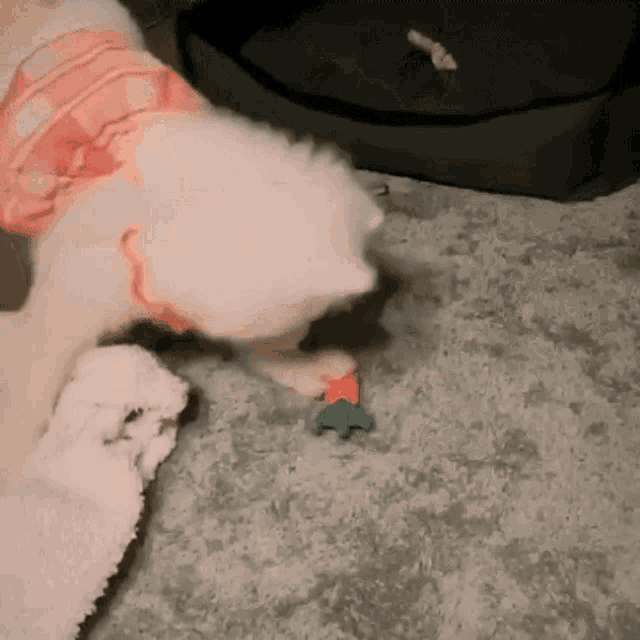 a small white dog playing with a toy on the floor