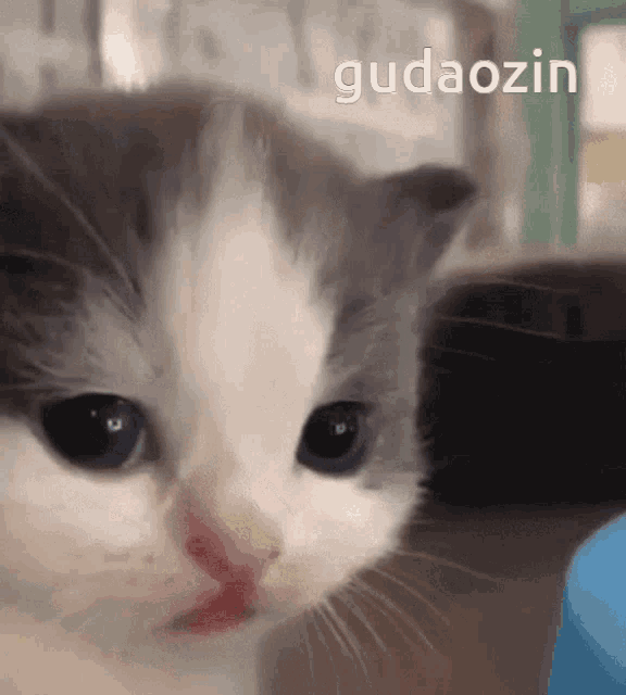 Gudaozin Cute Cat Couple GIF