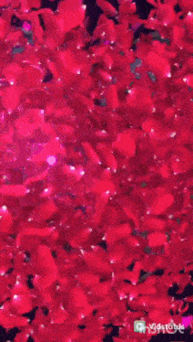 a man and a woman are surrounded by red rose petals with the name ninio merz