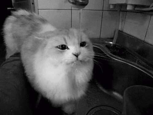 Cat Faucet GIF - Cat Faucet GIFs