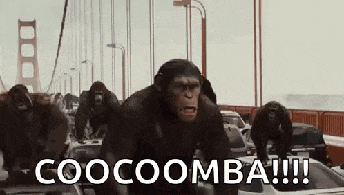 a group of chimpanzees are standing on top of a car .