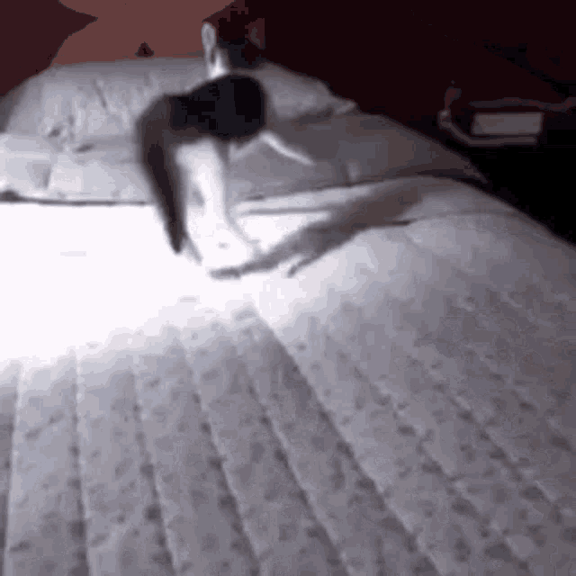 a cat is standing on top of a bed .