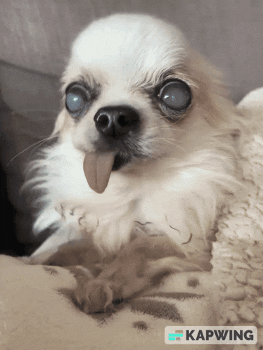 a small white dog is laying on a blanket with its tongue sticking out and the word kapwing on the bottom right
