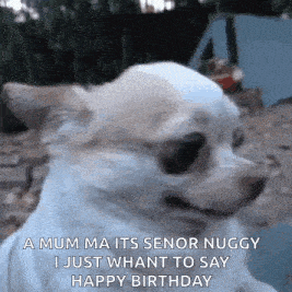 Hi Dog GIF