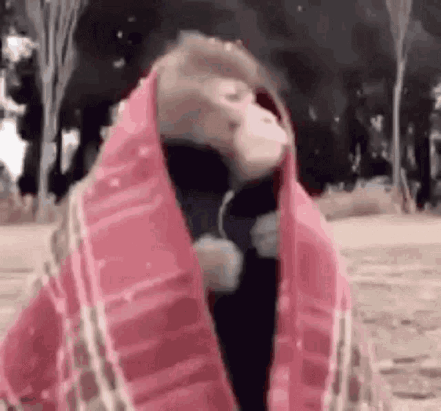 a monkey is wrapped in a pink scarf and standing on a beach .