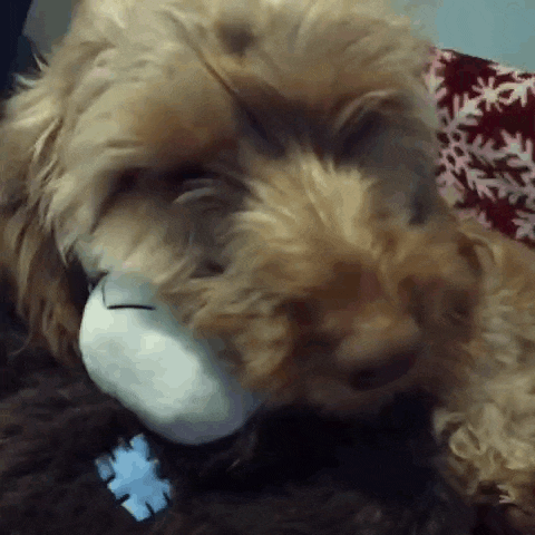 a close up of a dog sleeping next to a stuffed animal on a bed .