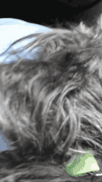 a close up of a dog 's fur with a green collar