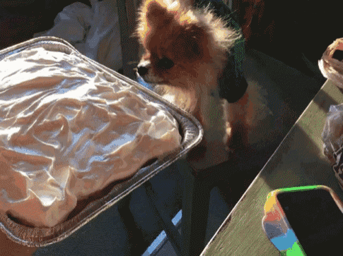 a small dog standing next to a pan of food