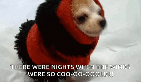 a small dog is wearing a red and black costume and says there were nights