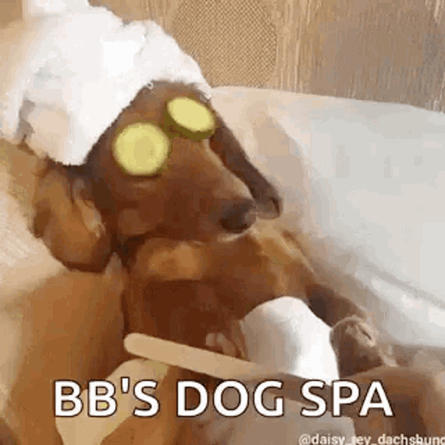 a dachshund wearing a towel and cucumber slices on its eyes is getting a spa treatment .