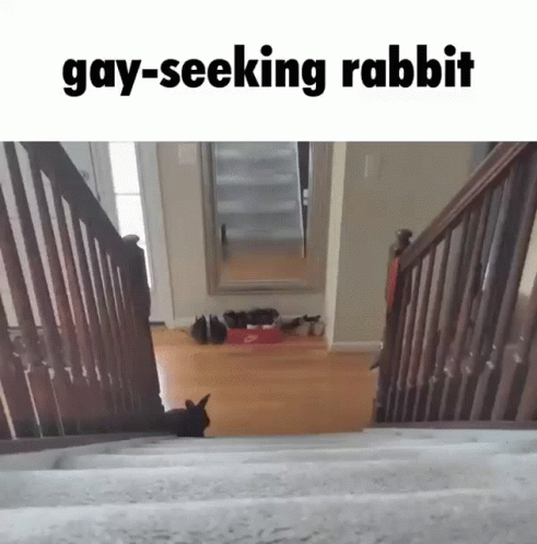 Gay Seeking GIF - Gay Seeking Rabbit GIFs