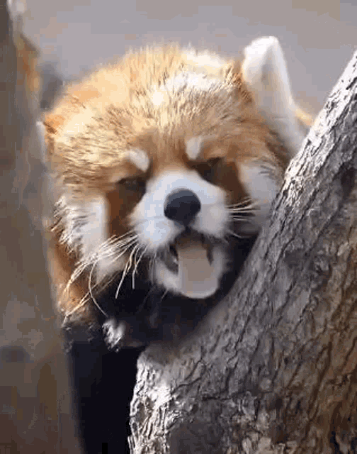 Red Panda Yawn GIF
