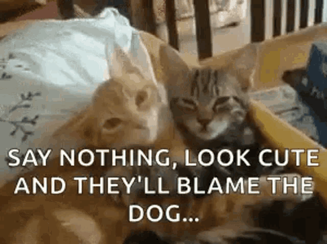 Say Nothing Look Cute GIF - Say Nothing Look Cute Theyll Blame The Dog GIFs