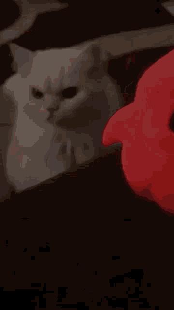 Angry Cat Cat GIF - Angry Cat Cat Cat Plush GIFs