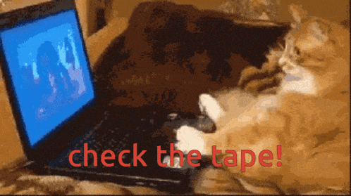 Chek The Tape Cat GIF - Chek The Tape Cat GIFs
