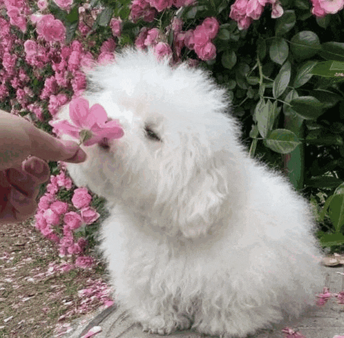 a small white dog sniffing a pink flower in front of a bush of pink flowers