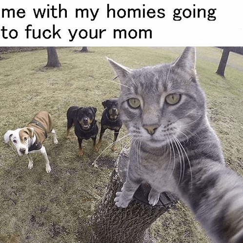 a cat is taking a selfie with two dogs in the background and the caption says me with my homies going to fuck your mom