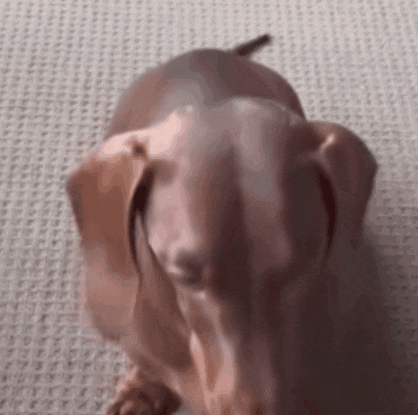 a close up of a dachshund sitting on a carpet .