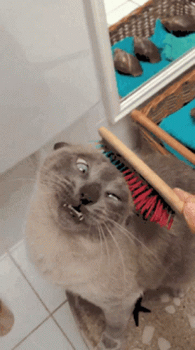 Cat Comb GIF - Cat Comb Relax GIFs