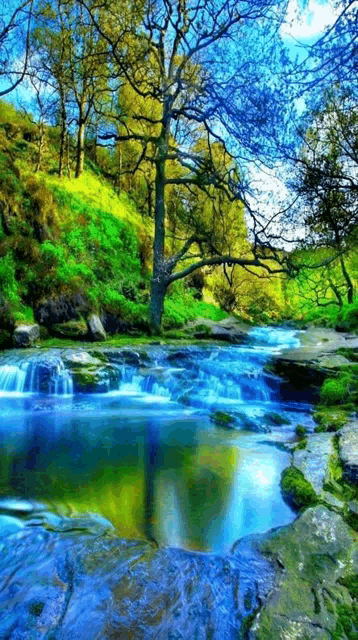 a river flowing through a lush green forest with trees