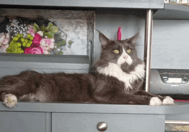a black and white cat is laying on top of a sony printer
