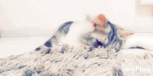 Cat Day Cats GIF - Cat Day Cats Hello GIFs