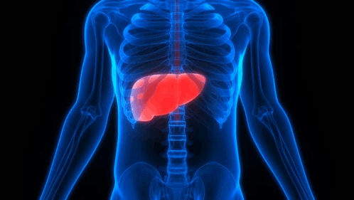 Liver Function GIF - Liver Function GIFs