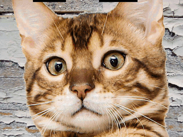 a close up of a cat looking at the camera with a cracked wall in the background