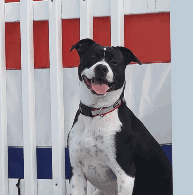 a black and white dog wearing a collar that says ' ruffwear ' on it