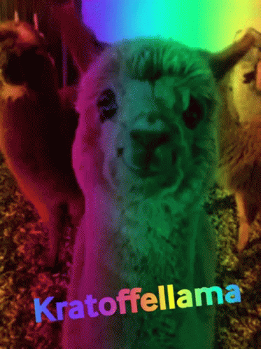 Kratofellama Kratoffellama GIF - Kratofellama Kratoffellama Pedda Llama GIFs