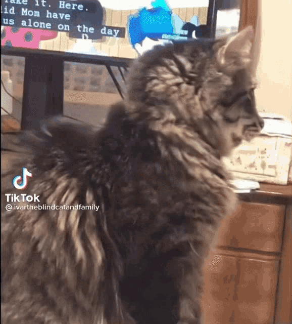 Jinki948 Cat GIF