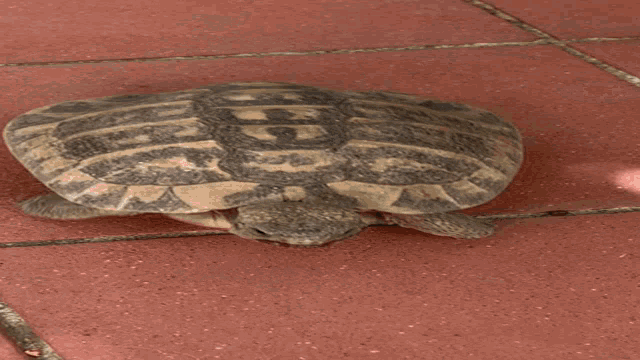 a small turtle is laying on a red tile floor