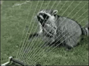 Raccoon Water GIF - Raccoon Water Music GIFs