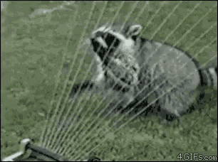a raccoon is playing with a sprinkler on the grass .