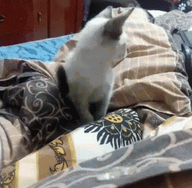 Kitten Cuddly GIF - Kitten Cuddly Bed GIFs