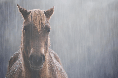 Horse Sad Horse GIF - Horse Sad Horse Rain GIFs