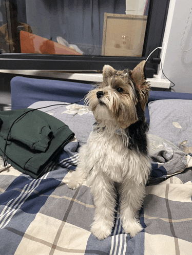 a small white dog sitting on a bed with a plaid blanket
