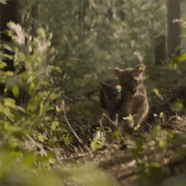 Running The Wolf And The Lion GIF - Running The Wolf And The Lion On Our Way GIFs